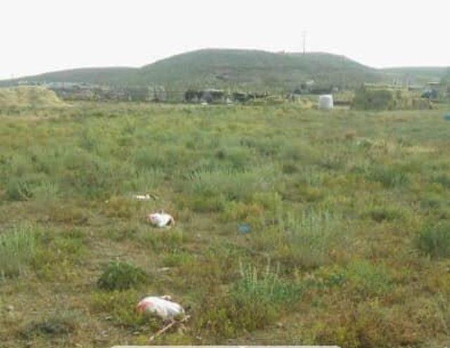 Konya'da 20 flamingo telef oldu