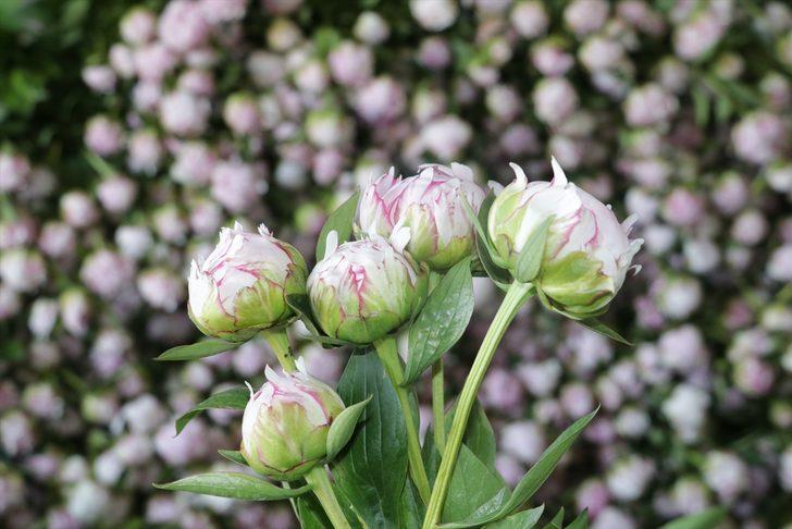 Bozkır toprakları 'şakayık' ile tanıştı G1