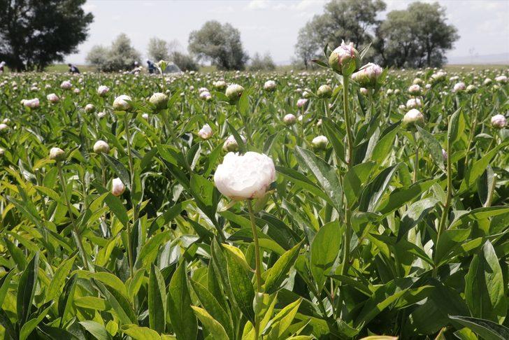 Bozkır toprakları 'şakayık' ile tanıştı G2