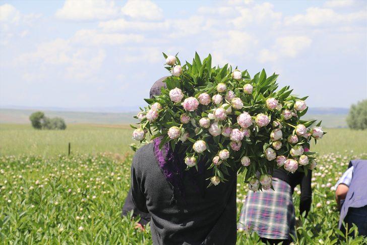 Bozkır toprakları 'şakayık' ile tanıştı G4
