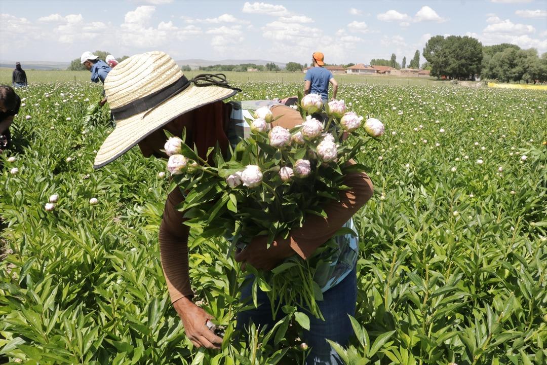 Bozkır toprakları 'şakayık' ile tanıştı