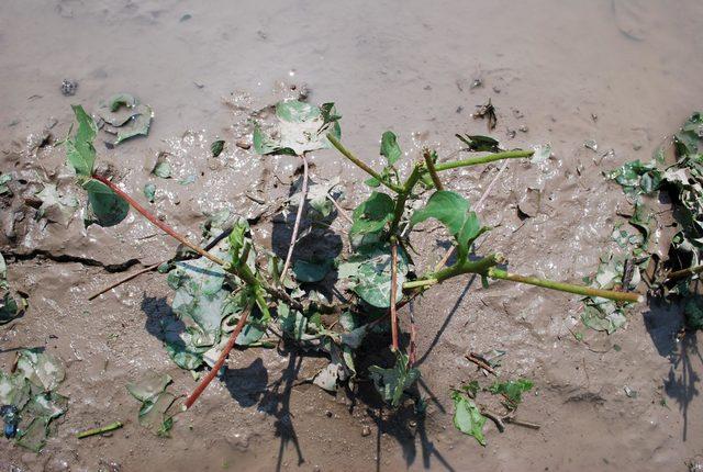 Salihli'de tarım arazilerinde dolu ve sağanak zararı