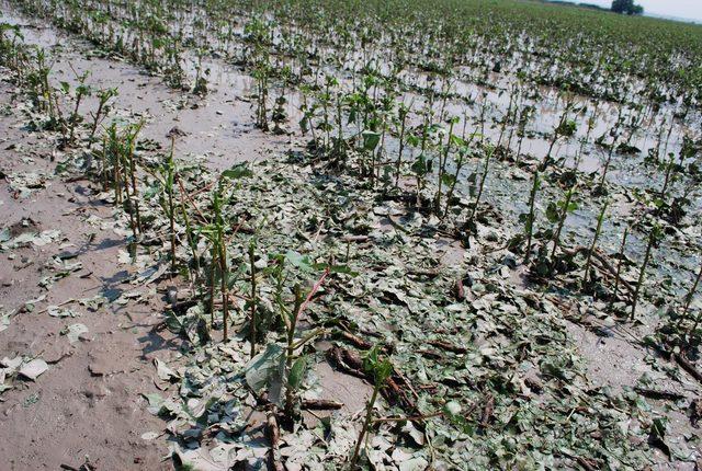 Salihli'de tarım arazilerinde dolu ve sağanak zararı
