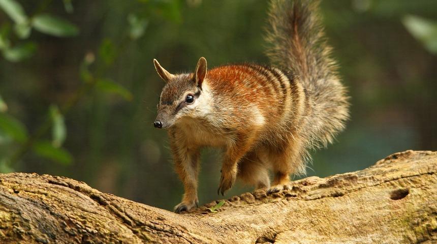 N ile hayvan ismi kaç tane sayabilirsiniz? İşte N harfi ile başlayan hayvan isimleri 