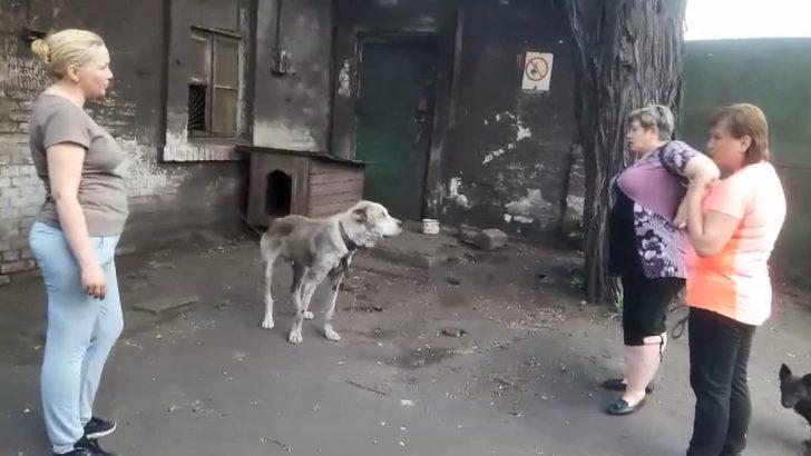 İki yıldır kayıp olan köpek, ailesine kavuştu G1