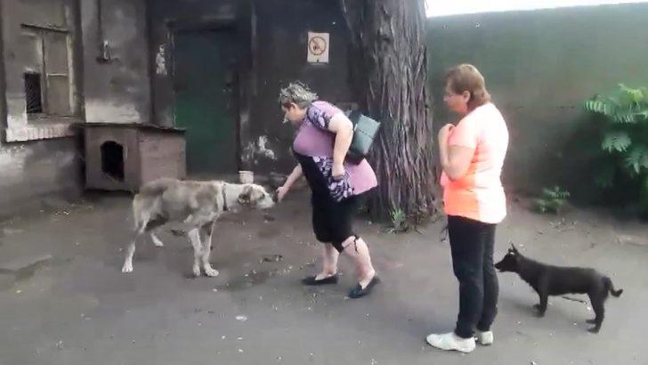 İki yıldır kayıp olan köpek, ailesine kavuştu G3