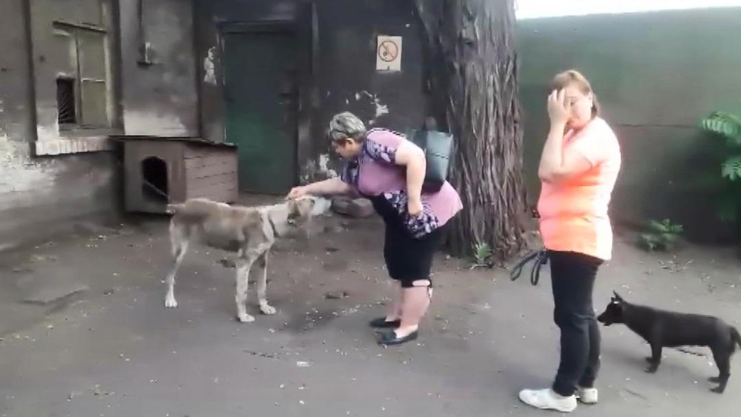 İki yıldır kayıp olan k&ouml;pek, ailesine kavuştu