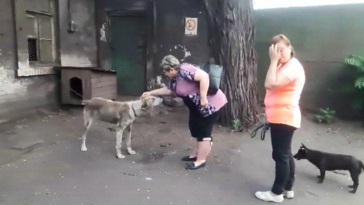 İki yıldır kayıp olan köpek, ailesine kavuştu G2