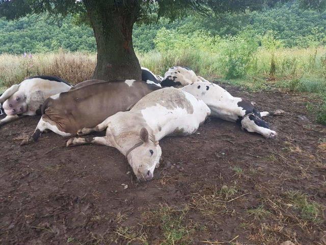 Yıldırım isabet eden ağacın altındaki 8'i gebe 10 inek öldü