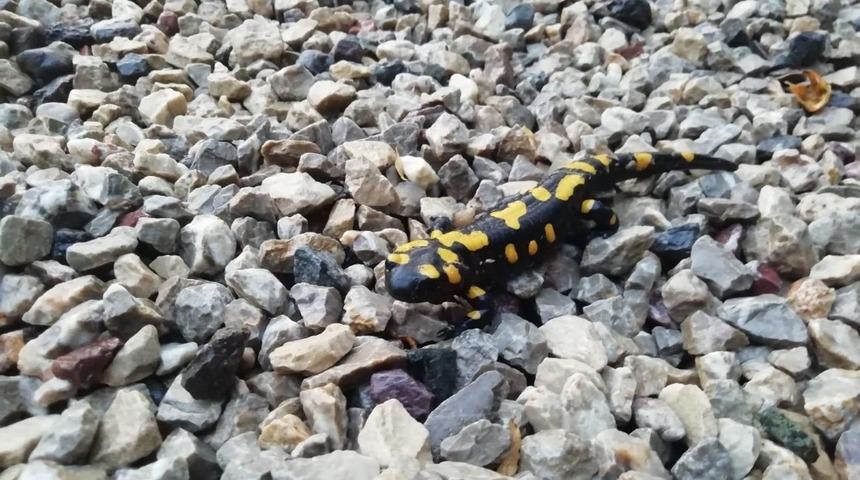 G&ouml;lbaşı&rsquo;nda T&uuml;rk Semenderi g&ouml;r&uuml;ld&uuml;