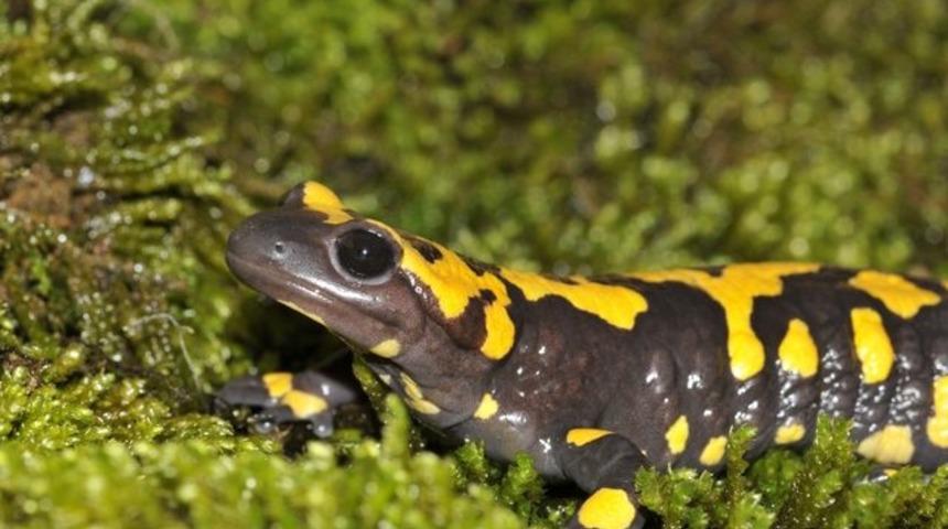 Yağmurdan sonra ortaya &ccedil;ıkıyordu! Adıyaman'da g&ouml;r&uuml;ld&uuml;