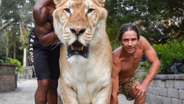 Onun adı Apollo ve o dünyanın en büyük melez kedisi!