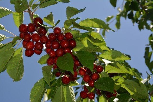 Iğdır’da kiraz hasadı başladı