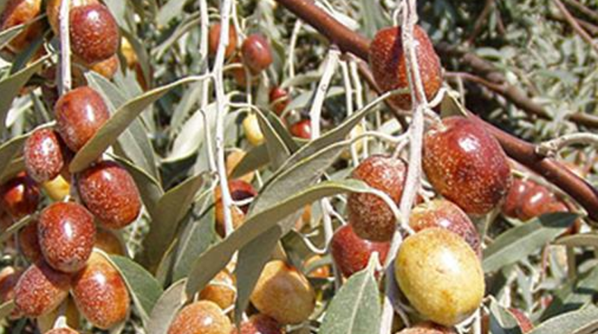 Ölümsüzlük bitkisi Türkiye'de bulundu