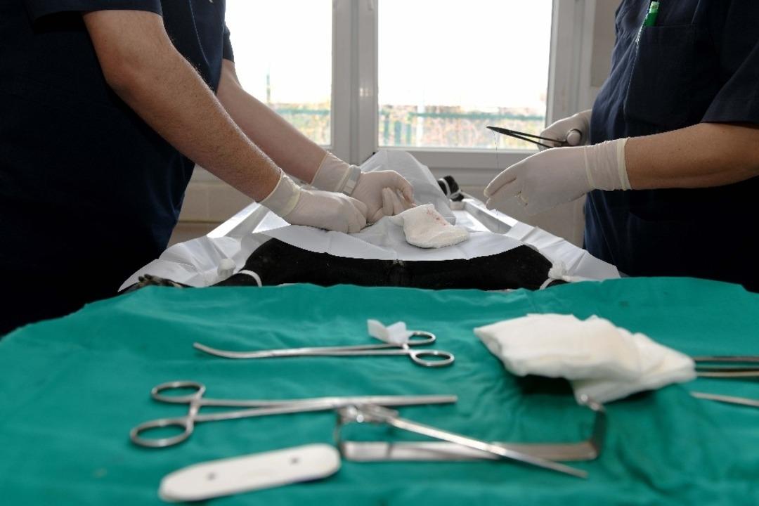 Sahipsiz hayvanlar B&uuml;y&uuml;kşehir korumasında