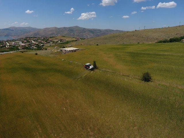 Buğday Ekili Alanlarda Süne Zararlısı İle Mücadele Tüm Hızıyla Devam Ediyor