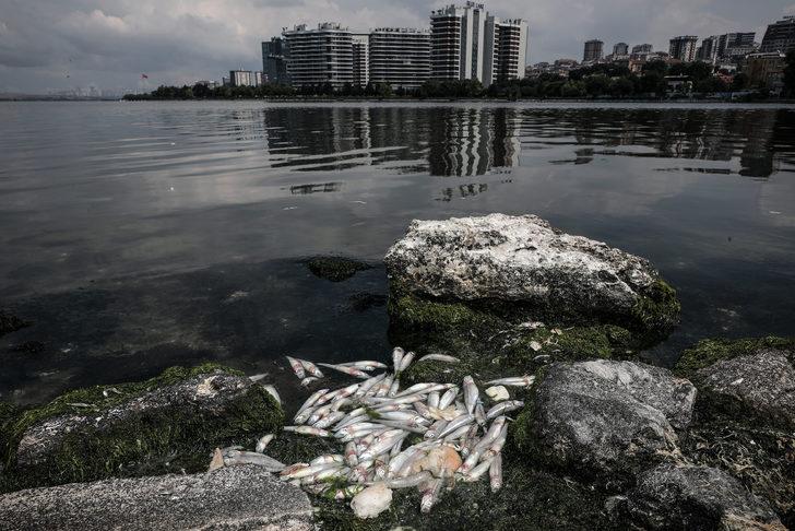 Küçükçekmece Gölü'nde korkutan görüntü! G2