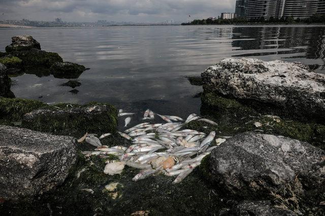 Küçükçekmece Gölü'nde tedirgin eden balık ölümleri
