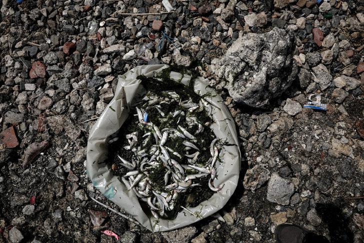 Küçükçekmece Gölü'nde korkutan görüntü! G5