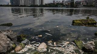 Küçükçekmece Gölü'nde korkutan görüntü!