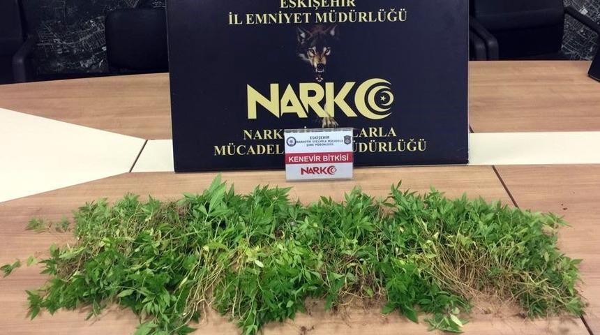 Eskişehir&rsquo;de 545 k&ouml;k Hint keneviri ele ge&ccedil;irildi