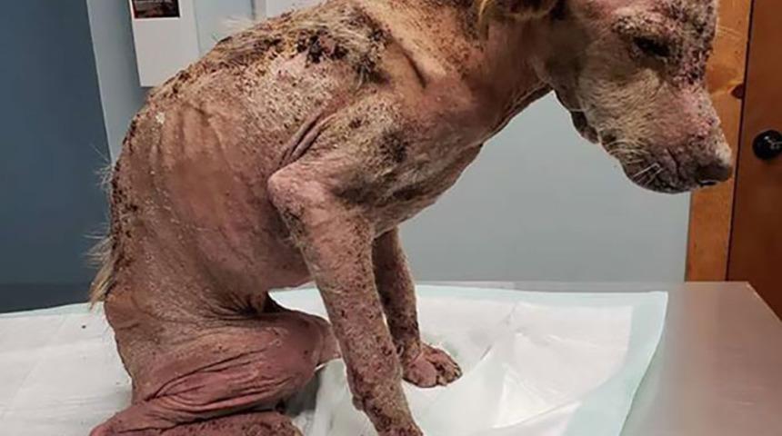 Herkes 'Ölür' dedi ama iki ayda geçirdiği değişime kimse inanamadı!