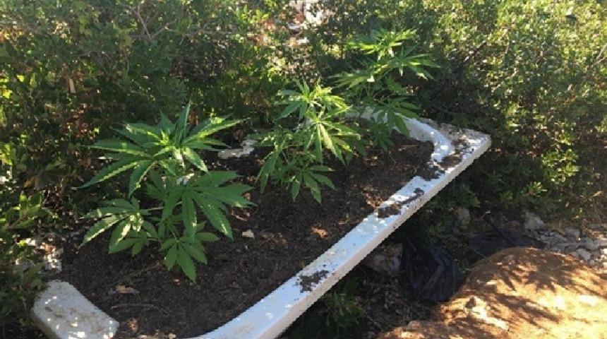 Banyon küvetinde uyuşturucu yetiştirmiş