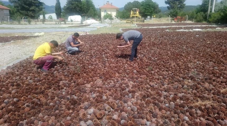 Kozalaklar k&ouml;yl&uuml;ye ekmek kapısı oldu