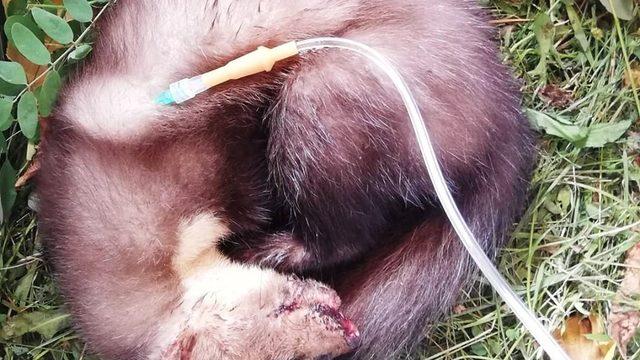 Yaralı sansar tedavi edildi