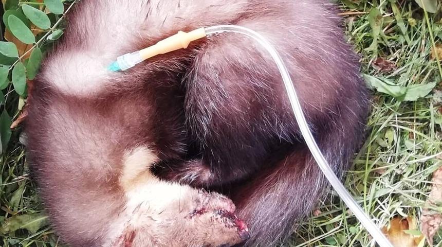 Yaralı sansar tedavi edildi