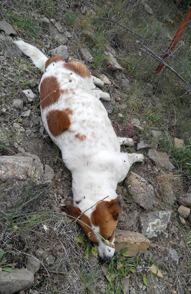 Ceviz bahçesinde 4 köpek ölüsü bulundu