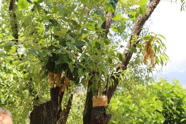 Badem ağacından 5 tür meyve topluyor