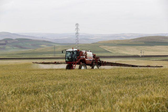 Buğdayda verimi d&uuml;ş&uuml;ren  s&uuml;ne b&ouml;ceği ne karşı seferberlik 1