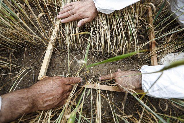 Buğdayda verimi d&uuml;ş&uuml;ren  s&uuml;ne b&ouml;ceği ne karşı seferberlik 2