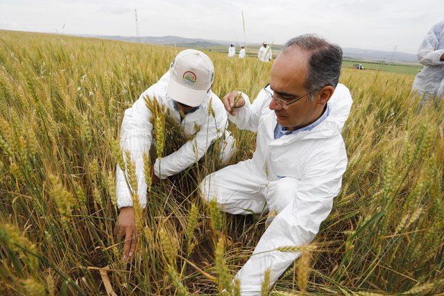 Buğdayda verimi d&uuml;ş&uuml;ren  s&uuml;ne b&ouml;ceği ne karşı seferberlik 3
