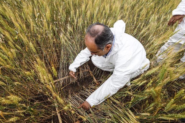 Buğdayda verimi d&uuml;ş&uuml;ren  s&uuml;ne b&ouml;ceği ne karşı seferberlik 4