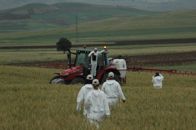 Süne ile mücadele tam gaz