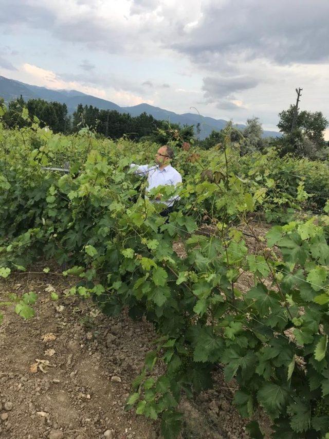 Kaymakam Üçer, Tokat’ın meşhur asma yaprağını topladı