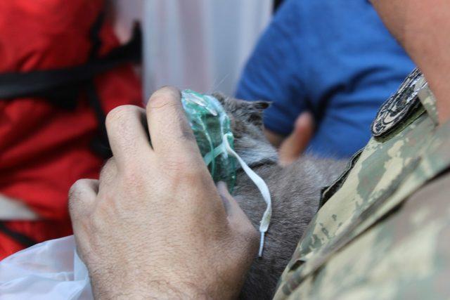 Yanan evden çıkarılan kediyi 112 ekipleri oksijen vererek kurtardı