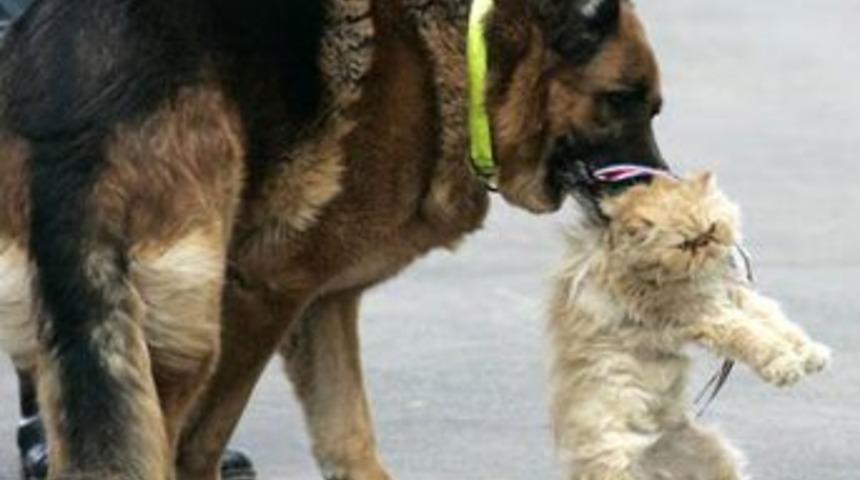 Hayvanların inanılmaz dostluğu