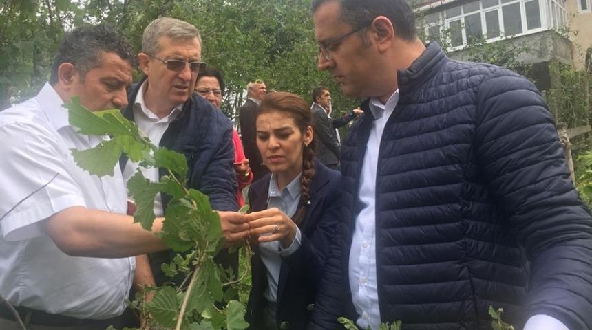 Ordu&rsquo;daki dolu yağışı sonrası hasar tespit &ccedil;alışmaları başladı