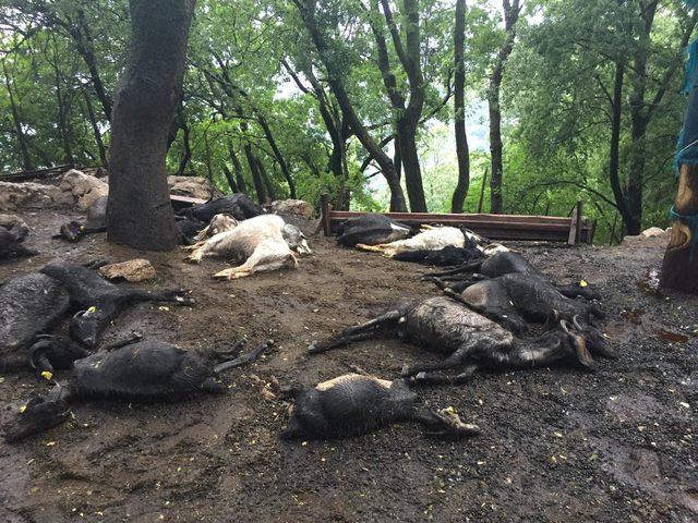 Ağıla yıldırım düştü, 24 keçi öldü