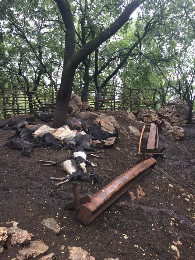 Ağıla yıldırım düştü, 24 keçi öldü