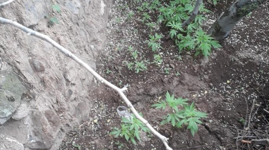 58 k&ouml;k Hint keneviri bitkisi ele ge&ccedil;irildi