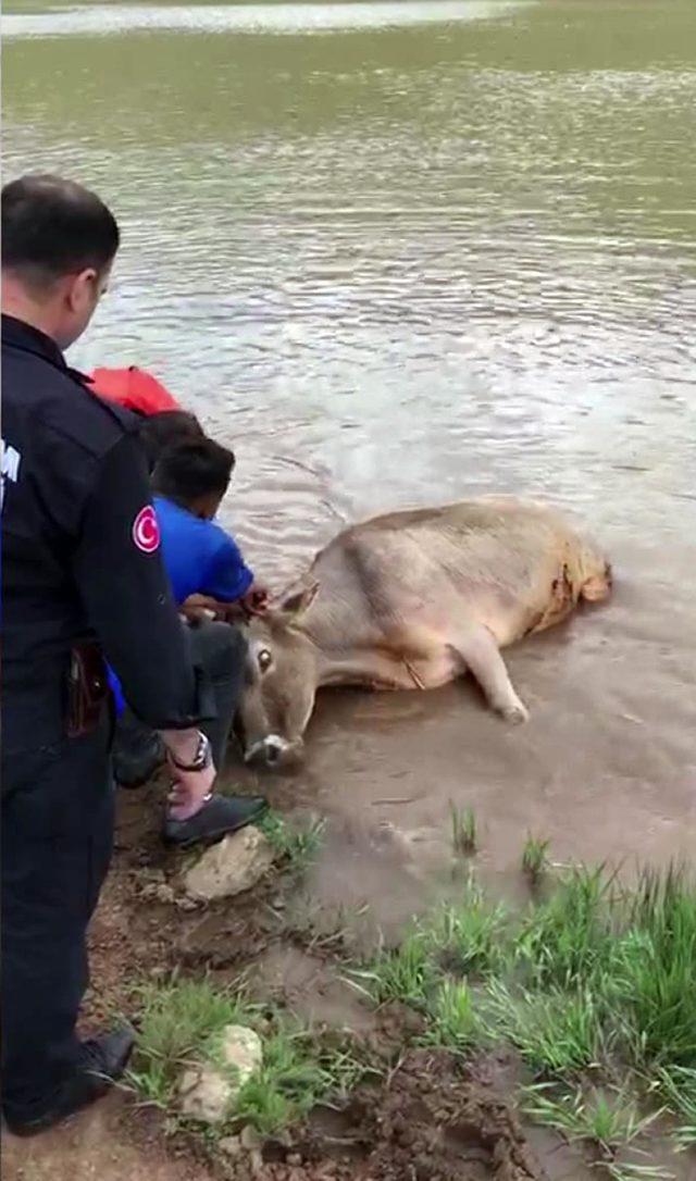 Gölette mahsur kalan inek, 3 saat sonra kurtarıldı