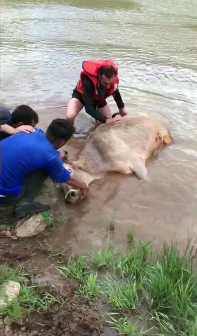 Gölette mahsur kalan inek, 3 saat sonra kurtarıldı