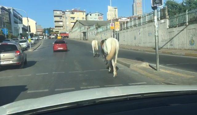 (Özel) Trafikte başıboş atlar sürücüleri şaşkına çevirdi
