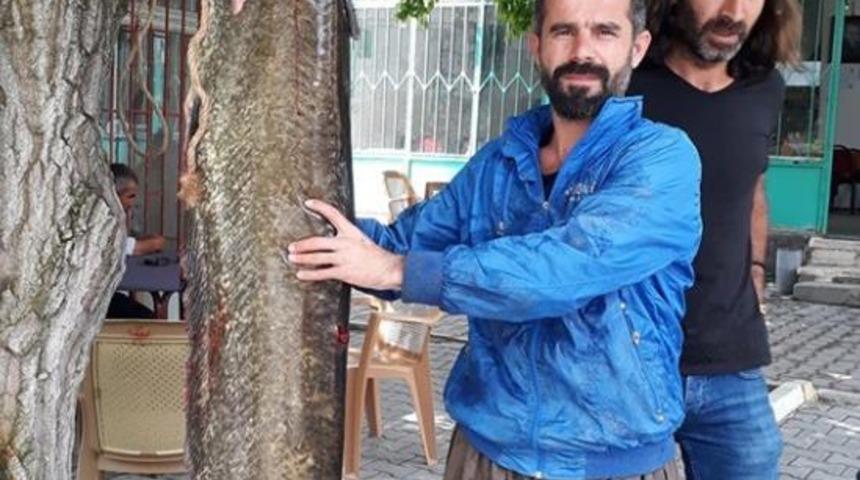 2 metrelik yayın balığını gören bir daha baktı...