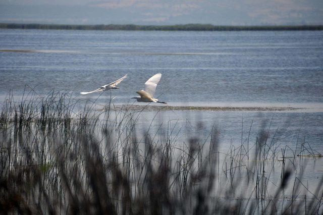 Kızılırmak Deltası için UNESCO süreci gelecek yıla kaldı