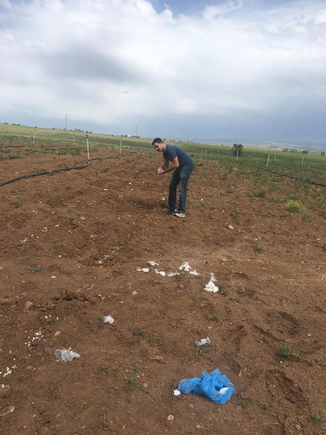 Aydıntepe’de dondan etkilenmeyen yeni fasulye türü geliştiriliyor